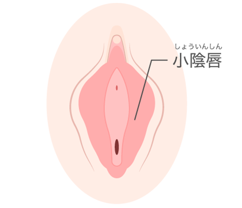 小陰唇